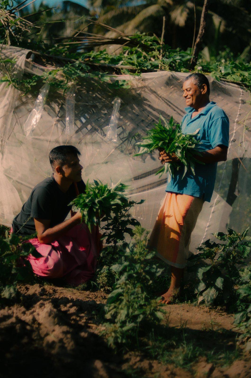 Villagers picking Ayurvedic plants from the garden