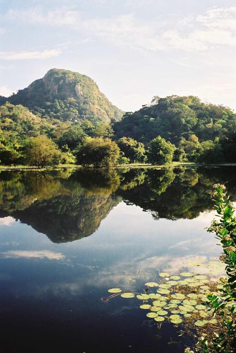 The Galgiriyawa mountains and the jungle mirrored in Ulpotha's still lake, with water lilies at the edge