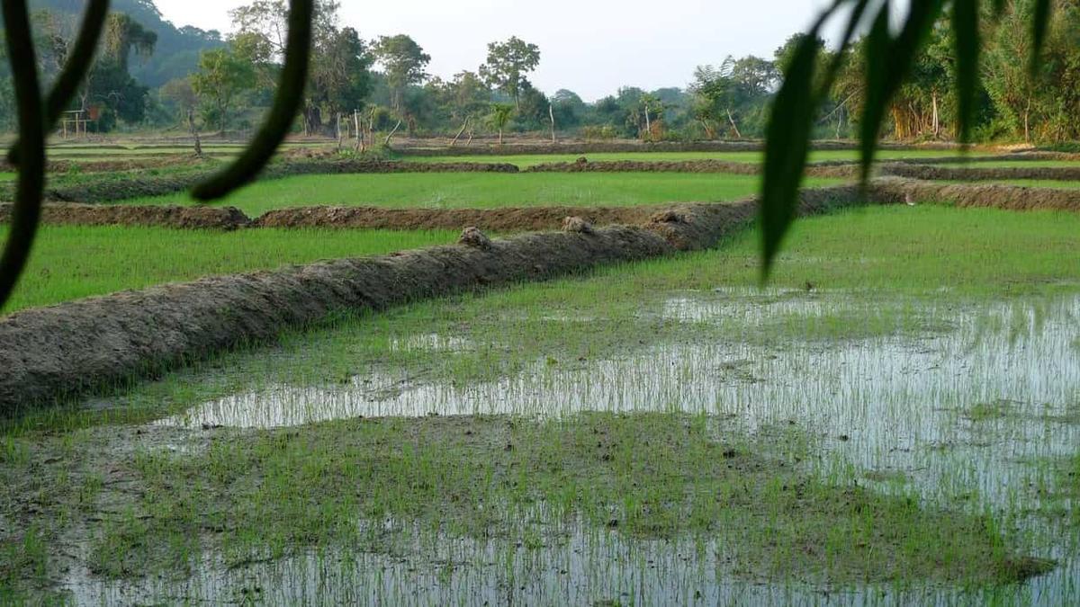 Flooded paddy fields at Ulpotha with young rice seedlings and mud bunds, jungle trees in the background