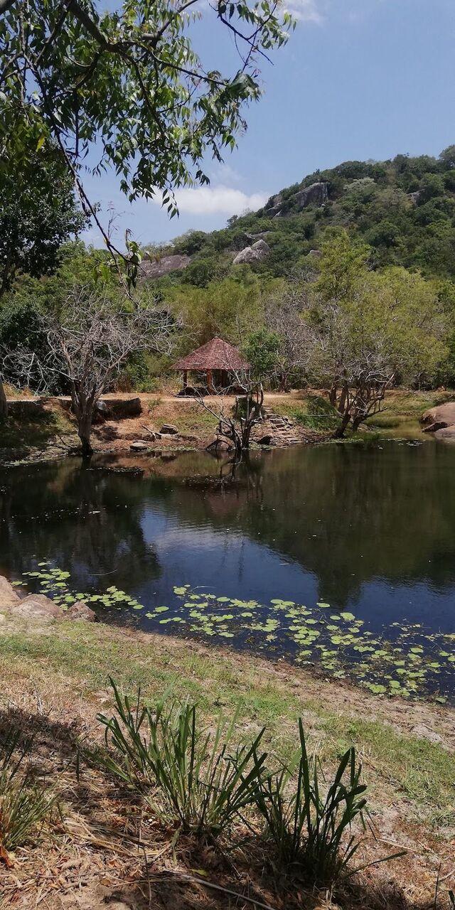 The lake below a forested hill, a small pavilion on the far bank and water plants in front