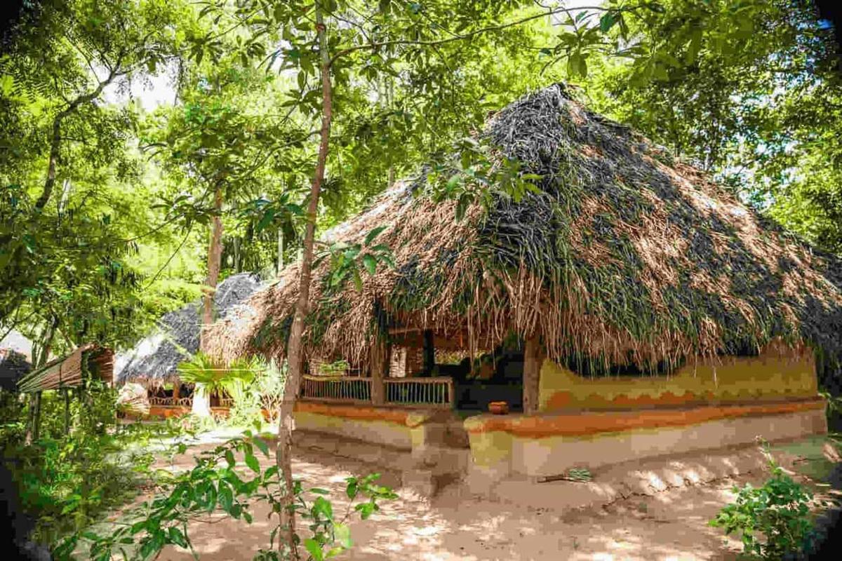 A wattle-and-daub hut with a deep thatched roof, embedded in jungle greenery at Ulpotha.