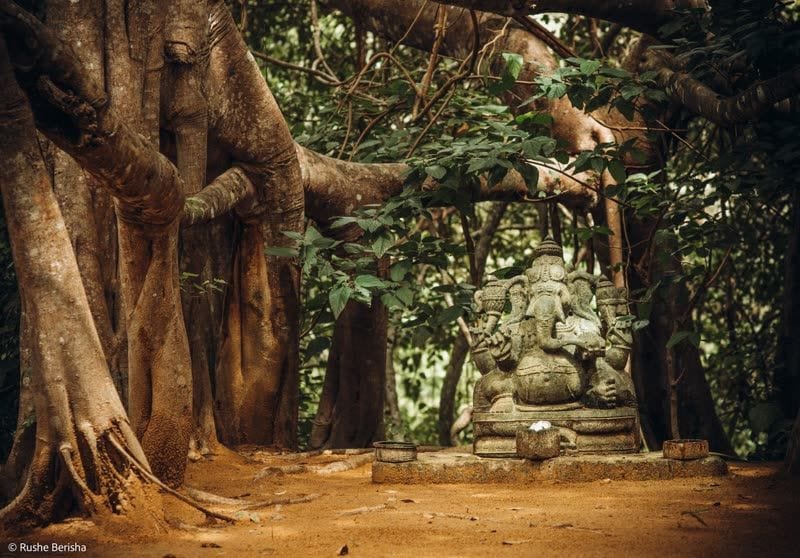 Stone Ganesha statue with offering bowls beneath a large banyan tree in the jungle.